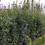 Defne Laurus Nobilis 175-200 CM 25 Litre