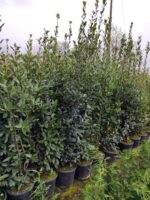 Defne Laurus Nobilis 150-175 CM 25 Litre - Görsel 2