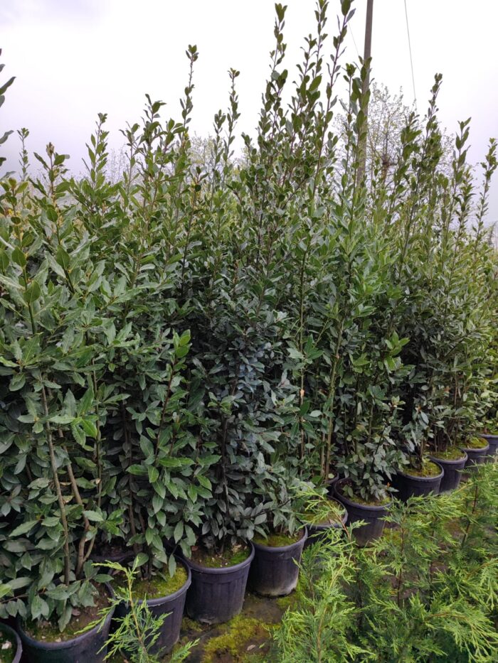 Defne Laurus Nobilis 150-175 CM 25 Litre - Görsel 2