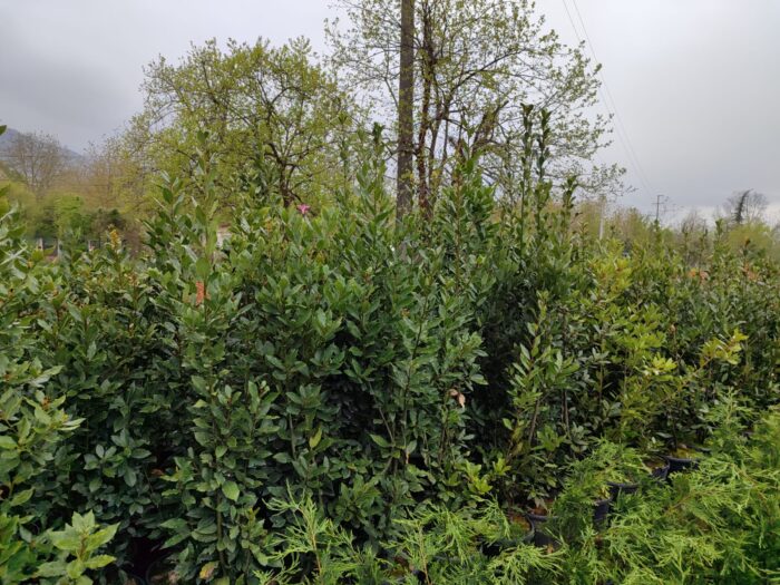 Defne Laurus Nobilis 175-200 CM 25 Litre - Görsel 5