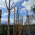 Sarı Gövdeli Dişbudak (Fraxinus excelsior ‘Jaspidea’) 18-20Q