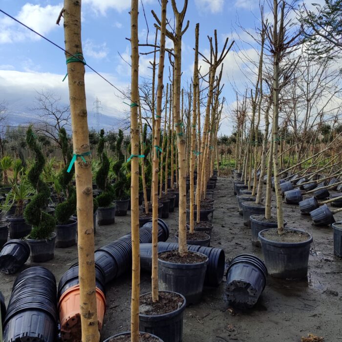 Sarı Gövdeli Dişbudak (Fraxinus excelsior ‘Jaspidea’) 14-16Q - Görsel 3