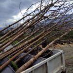 At Kestanesi Aesculus hippocastanum 14-16Q