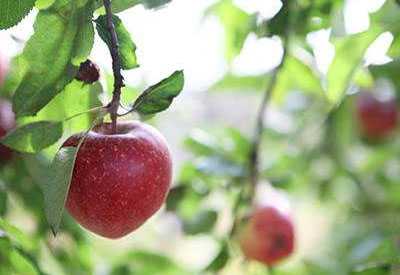 Elma ağaçlarının ilkbahar dikimi için ipuçları ve teknikler