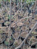 Acem Borusu ( Campsis radicans ) Sarmaşık Fidanı 100 cm üzeri - Görsel 2