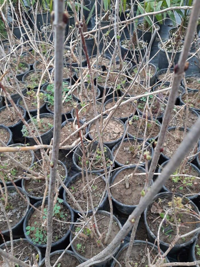 Acem Borusu ( Campsis radicans ) Sarmaşık Fidanı 100 cm üzeri - Görsel 2