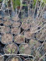 Acem Borusu ( Campsis radicans ) Sarmaşık Fidanı 100 cm üzeri - Görsel 3