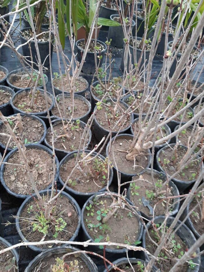 Acem Borusu ( Campsis radicans ) Sarmaşık Fidanı 100 cm üzeri - Görsel 3