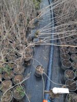 Acem Borusu ( Campsis radicans ) Sarmaşık Fidanı 100 cm üzeri - Görsel 4