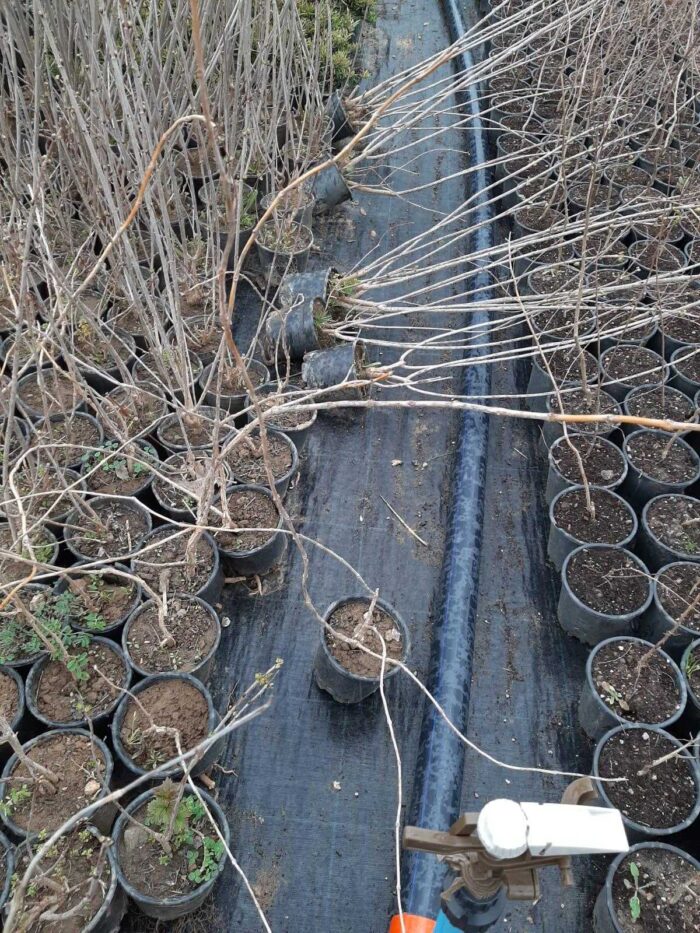 Acem Borusu ( Campsis radicans ) Sarmaşık Fidanı 100 cm üzeri - Görsel 4