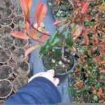 Boylu Alev 30-40cm boy dallı 1,3 litrelik saksılarda