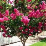 Oya Çalısı Ağacı (Lagerstroemia indica) Pembe Renkli 100-150 cm