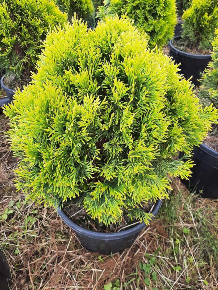 Sarı Smargat (Altuni Smargat) Mazı 60-80cm boy - Görsel 5