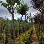 Erguvan, Cercis siliquastrum 14-16Q