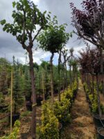 Erguvan, Cercis siliquastrum 14-16Q