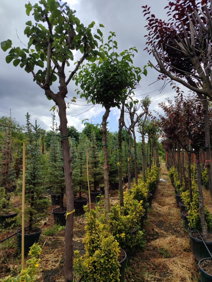 Erguvan, Cercis siliquastrum 16-18Q - Görsel 2