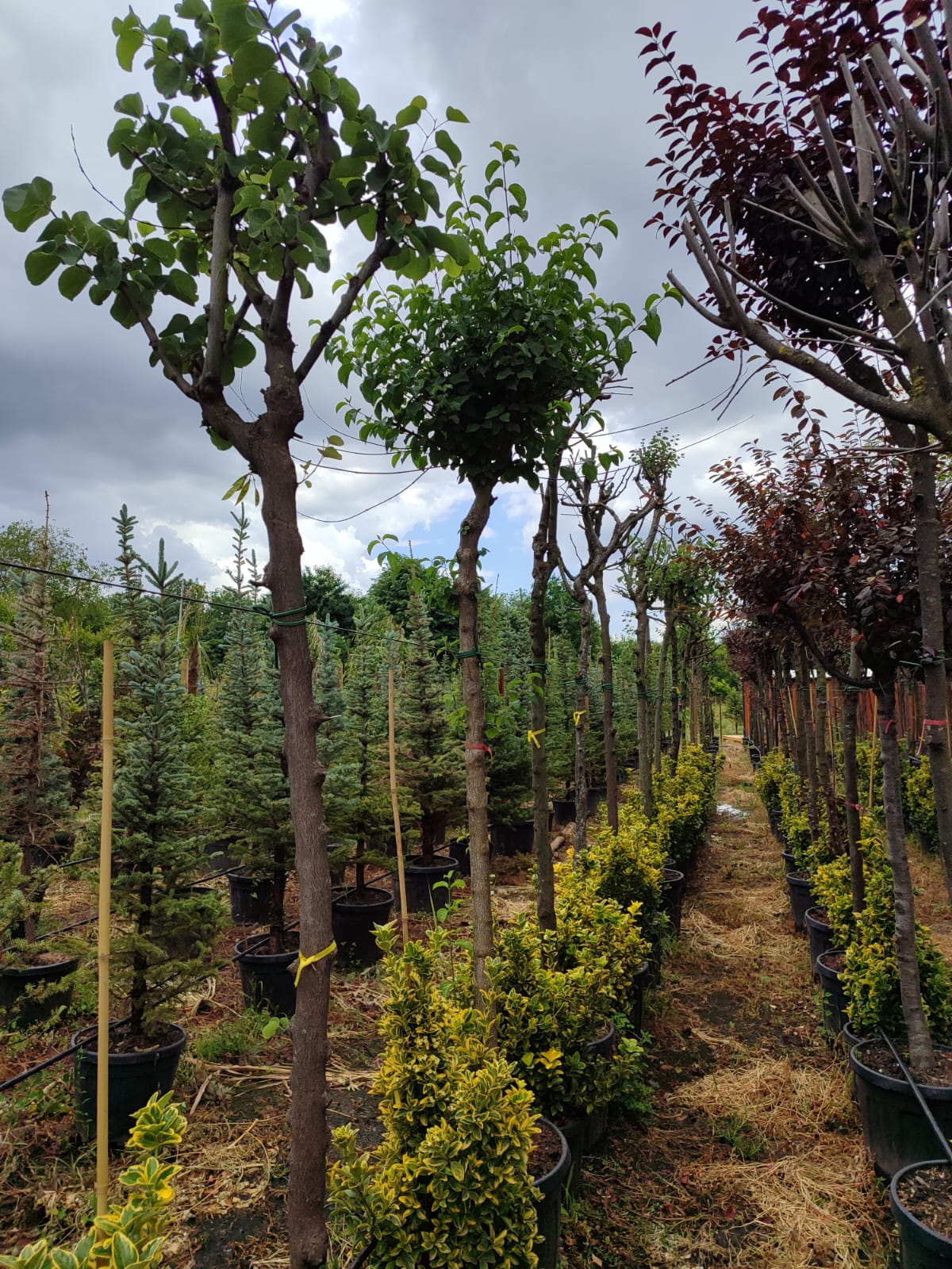 erguvan-1 Erguvan, Cercis siliquastrum 14-16Q - Görsel 1