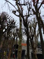 Erguvan, Cercis siliquastrum 14-16Q - Görsel 4