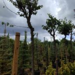 Erguvan, Cercis siliquastrum 16-18Q