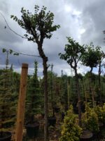 Erguvan, Cercis siliquastrum 14-16Q - Görsel 2