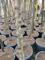 Erguvan, Cercis siliquastrum 14-16Q - Görsel 3