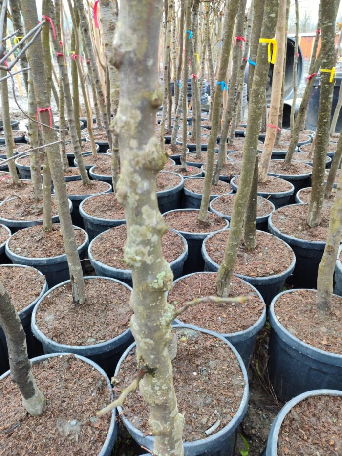 Erguvan, Cercis siliquastrum 14-16Q - Görsel 3