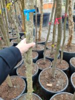 Erguvan, Cercis siliquastrum 14-16Q - Görsel 5