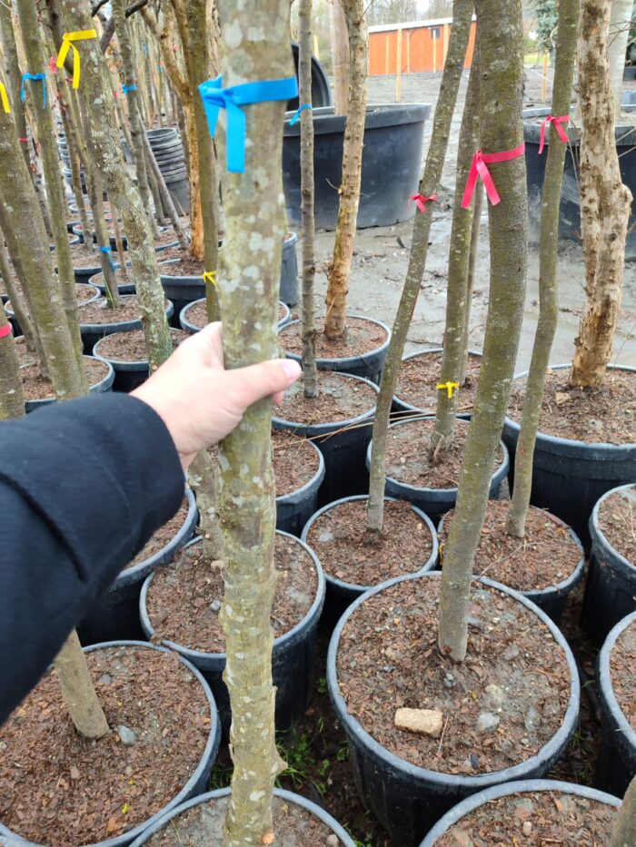 Erguvan, Cercis siliquastrum 14-16Q - Görsel 5