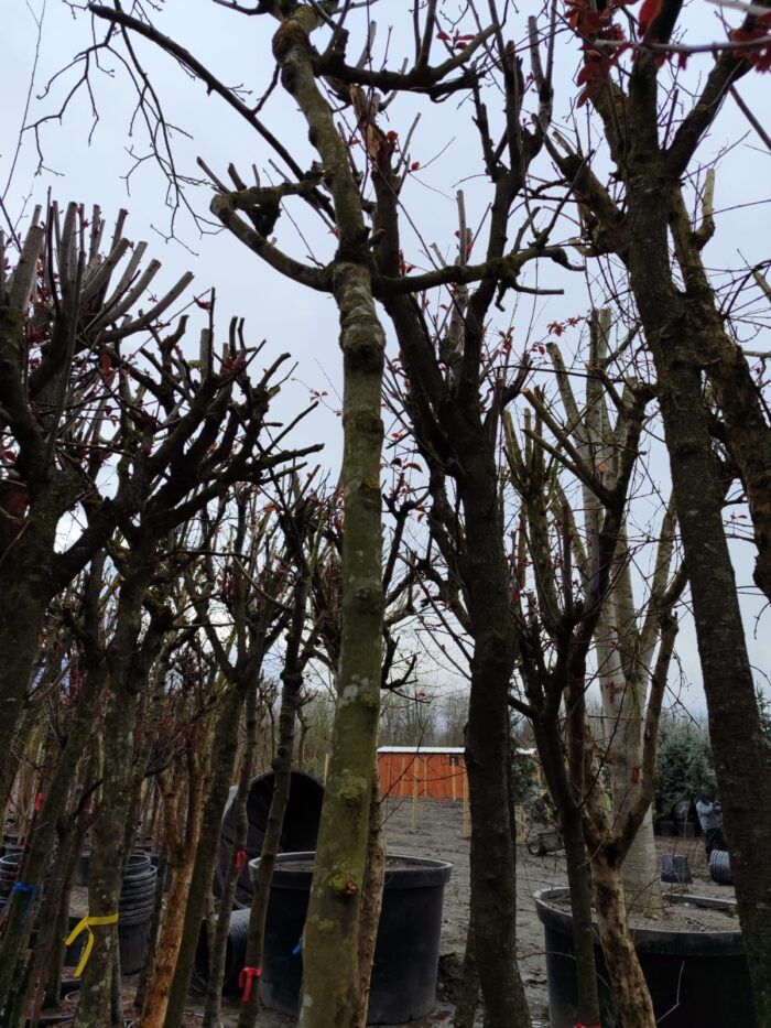 Erguvan, Cercis siliquastrum 14-16Q - Görsel 4