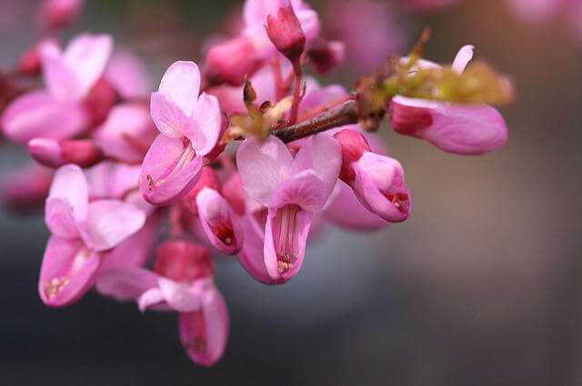 Erguvan Ağacı ve özellikleri