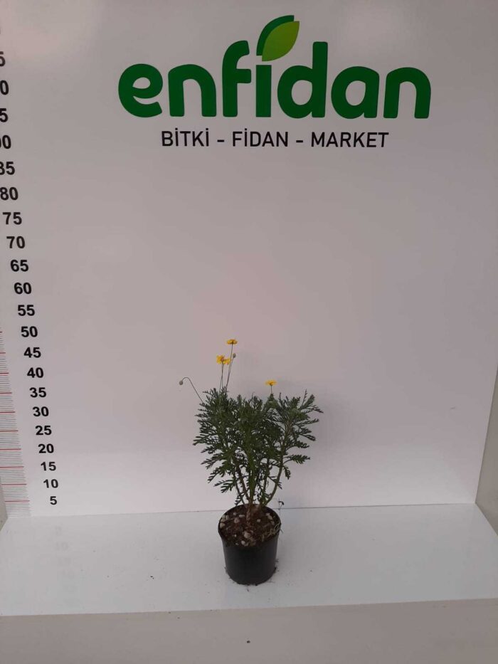 Euryops - Bodrum Papatyası 40cm boy 5 litrelik saksı - Görsel 2