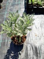 Euryops - Bodrum Papatyası 40cm boy 5 litrelik saksı - Görsel 4