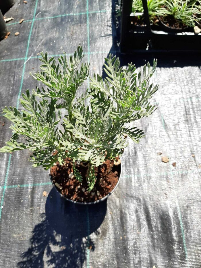 Euryops - Bodrum Papatyası 40cm boy 5 litrelik saksı - Görsel 4