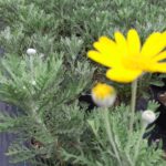 Euryops - Bodrum Papatyası 40cm boy 5 litrelik saksı