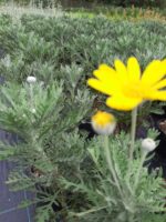 Euryops - Bodrum Papatyası 40cm boy 5 litrelik saksı