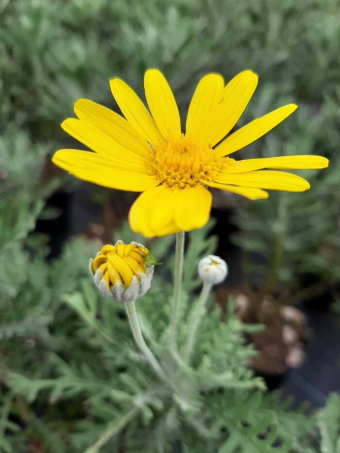 Euryops - Bodrum Papatyası 40cm boy 5 litrelik saksı - Görsel 3