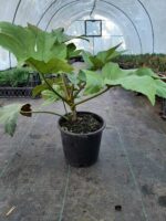 Fatsia Japonica - Aralya 3 litrelik saksıda 40-60 boy