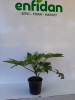 Fatsia Japonica - Aralya 3 litrelik saksıda 40-60 boy - Görsel 3