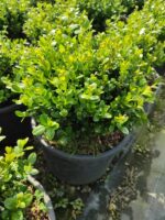 Top Şimşir, Faulkner, 30-40cm çap - Görsel 8