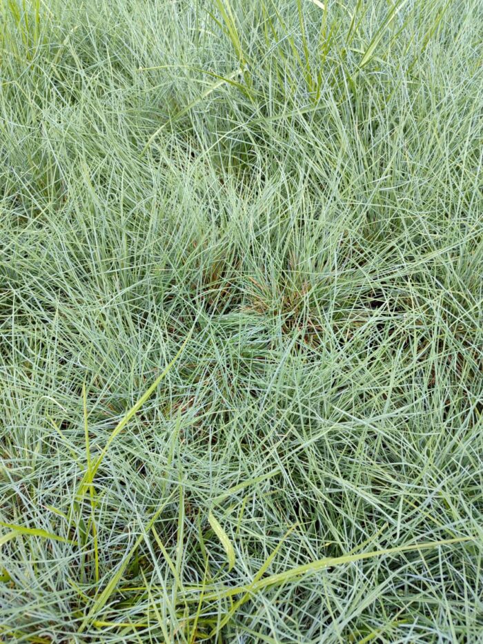 Fastuca Glauca, Mavi Çim Yumağı 20-30cm Çap - Görsel 3