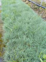 Fastuca Glauca, Mavi Çim Yumağı 20-30cm Çap - Görsel 2