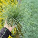 Fastuca Glauca, Mavi Çim Yumağı 20-30cm Çap
