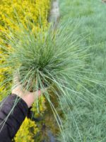 Fastuca Glauca, Mavi Çim Yumağı 20-30cm Çap