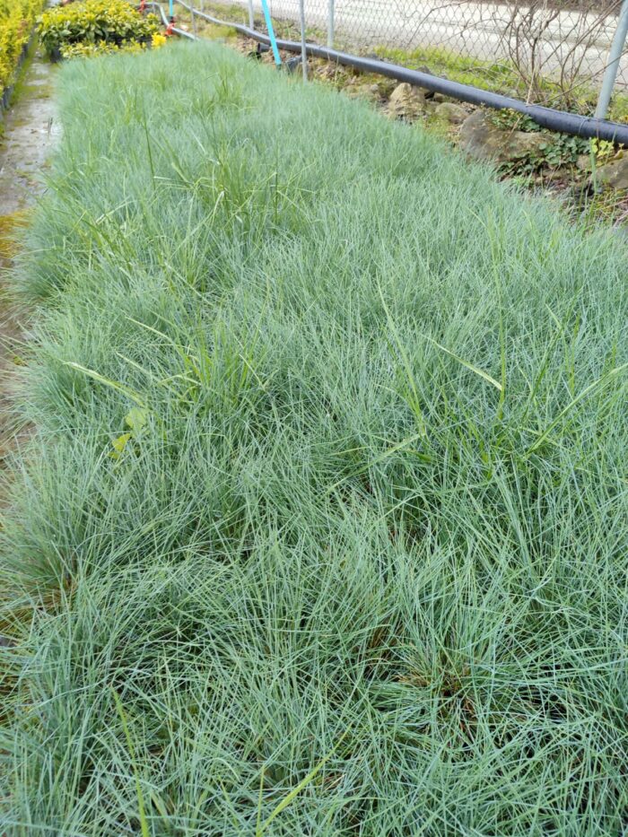 Fastuca Glauca, Mavi Çim Yumağı 20-30cm Çap - Görsel 4