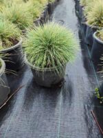 Festuca Glauca, (Toptan mavi çim) 30-40cm çap - Görsel 2