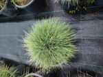Festuca Glauca, (Toptan mavi çim) 30-40cm çap