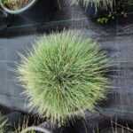 Festuca Glauca, (Toptan mavi çim) 30-40cm çap