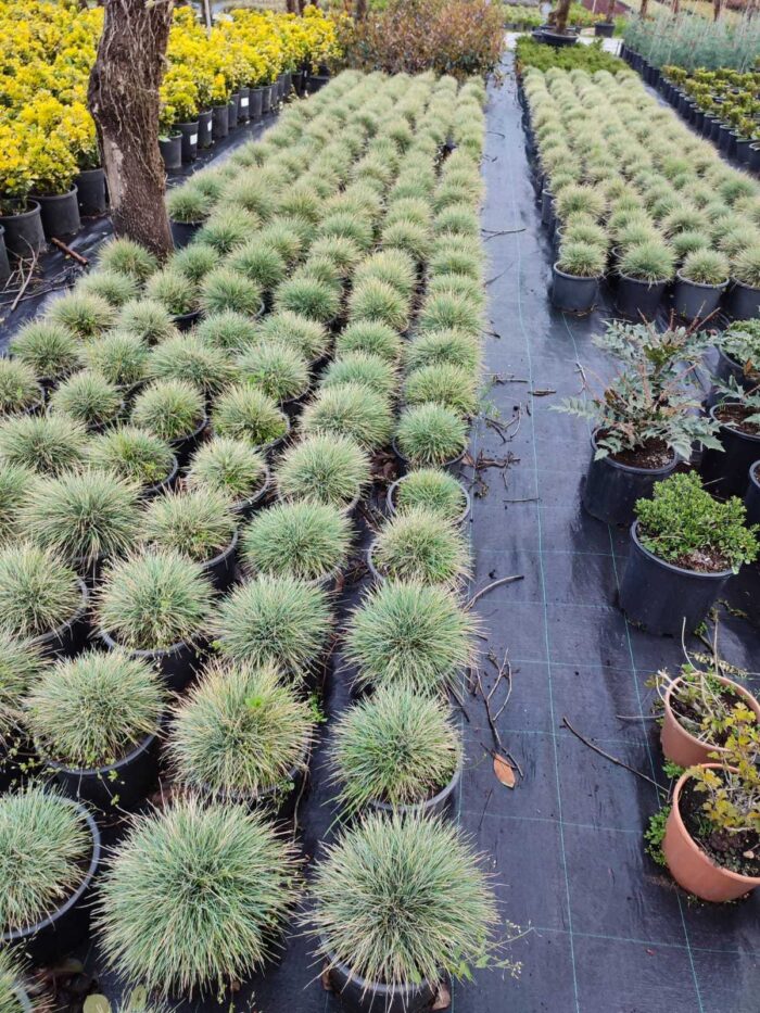 Festuca Glauca, (Toptan mavi çim) 30-40cm çap - Görsel 3
