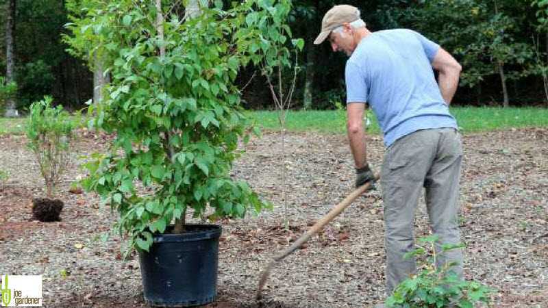 Yeni dikilen fidanların bakımı nasıl yapılır?
