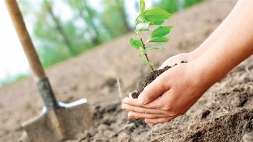 Fidanınızın ölüp ölmediğini nasıl anlarsınız?